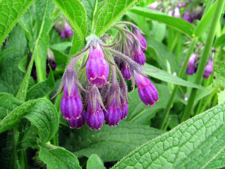 Comfrey Flower Seeds for Planting – Heirloom, Non-GMO, Long Bloom Season, Organic Garden Seeds