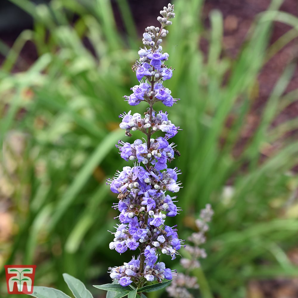 Vitex Agnus Flower Seeds for Planting – Heirloom Non-GMO, High Germination Organic Garden Seeds