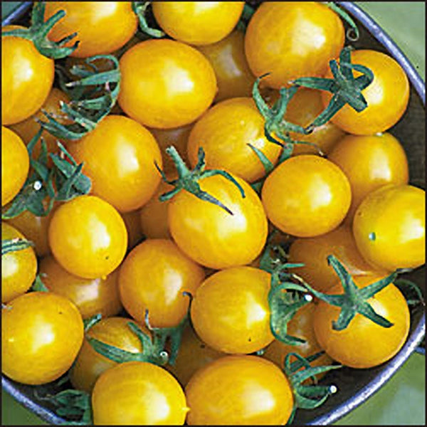 Yellow Cherry Tomato Seeds for Planting – Heirloom, Non-GMO, Organic Garden Seeds, High Germination, Vibrant Sweet Garden Snacks