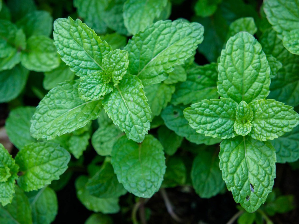 Peppermint Herb Seeds – Heirloom, Non-GMO Premium Grade Seeds for Garden Planting