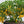 Aji Lemon Drop Pepper Seeds – Heirloom Non-GMO Organic Citrusy Hot Chili Seeds for Planting