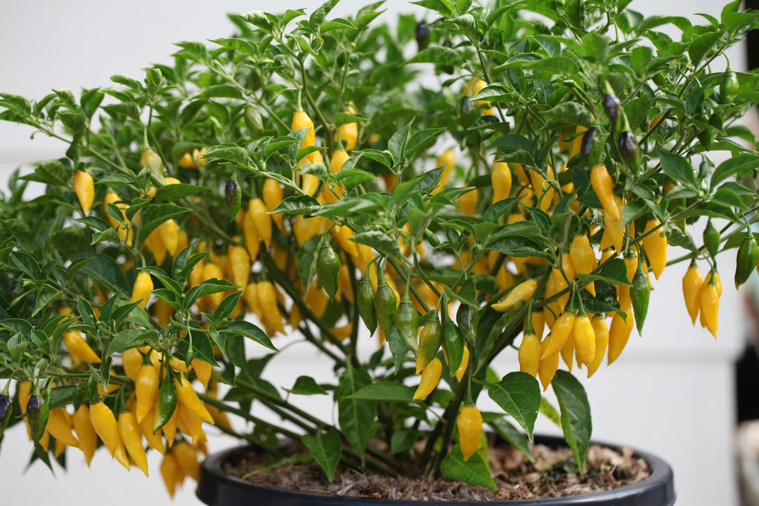 Aji Lemon Drop Pepper Seeds – Heirloom Non-GMO Organic Citrusy Hot Chili Seeds for Planting