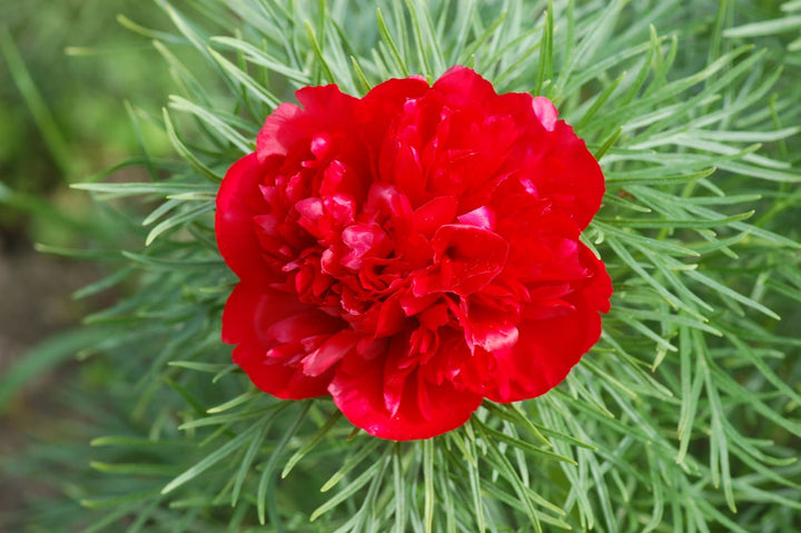 Flower Seeds, Seeds,Seeds For Planting,Plant Seeds