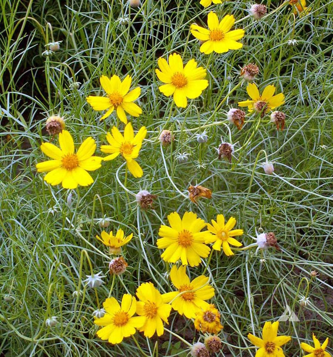 Greenthread Flower Seeds for Planting – Heirloom, Non-GMO, High Germination Organic Garden Seeds