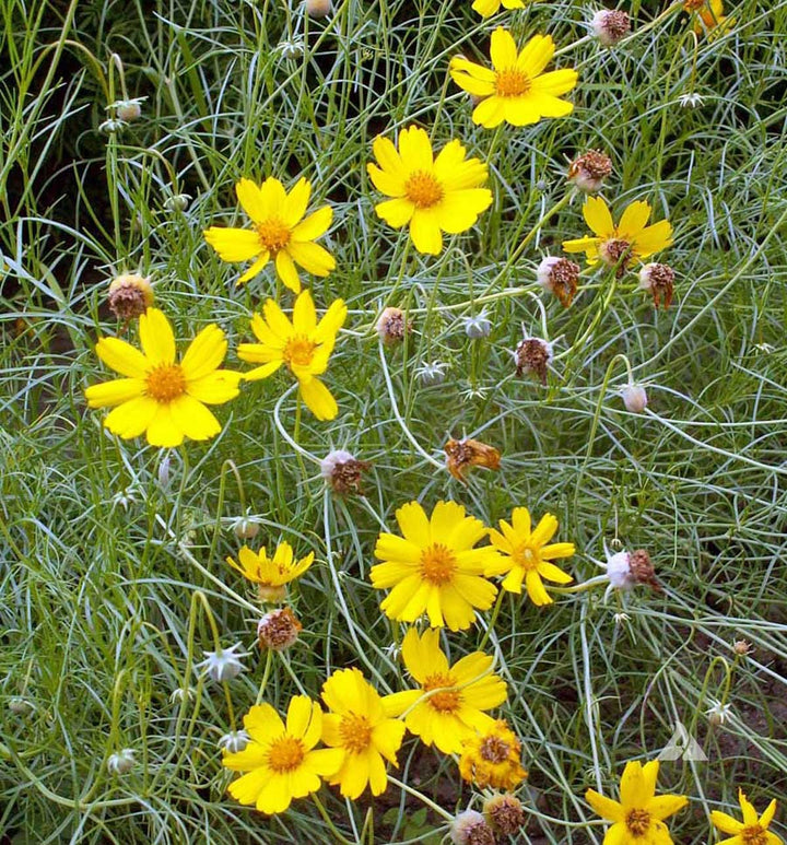 Greenthread Flower Seeds for Planting – Heirloom, Non-GMO, High Germination Organic Garden Seeds