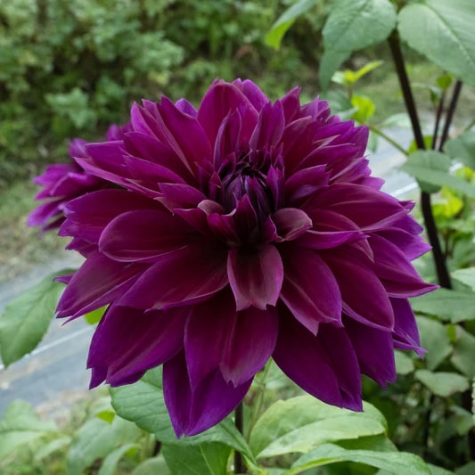 Dark Purple Dahlia Flower Seeds for Planting – Heirloom Non-GMO High Germination Organic Garden Seeds