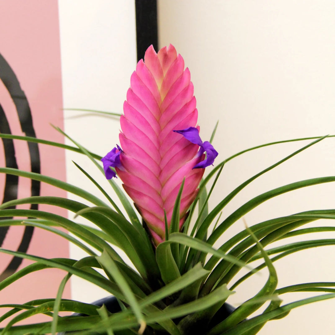 Tillandsia Cyanea Bonsai Flower Seeds for Planting – Heirloom, Non-GMO, High Germination Organic Garden Seeds