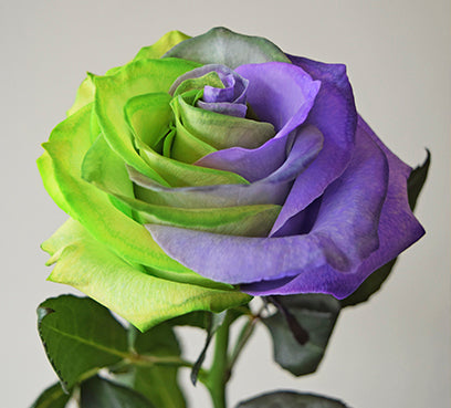 Purple Light Green Rose Flower Seeds for Planting – Heirloom, Non-GMO, High Germination Garden Seeds