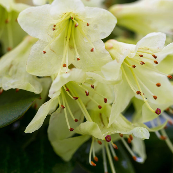 Green Rhododendron Flower Seeds for Planting – Heirloom, Non-GMO, High Germination Seeds