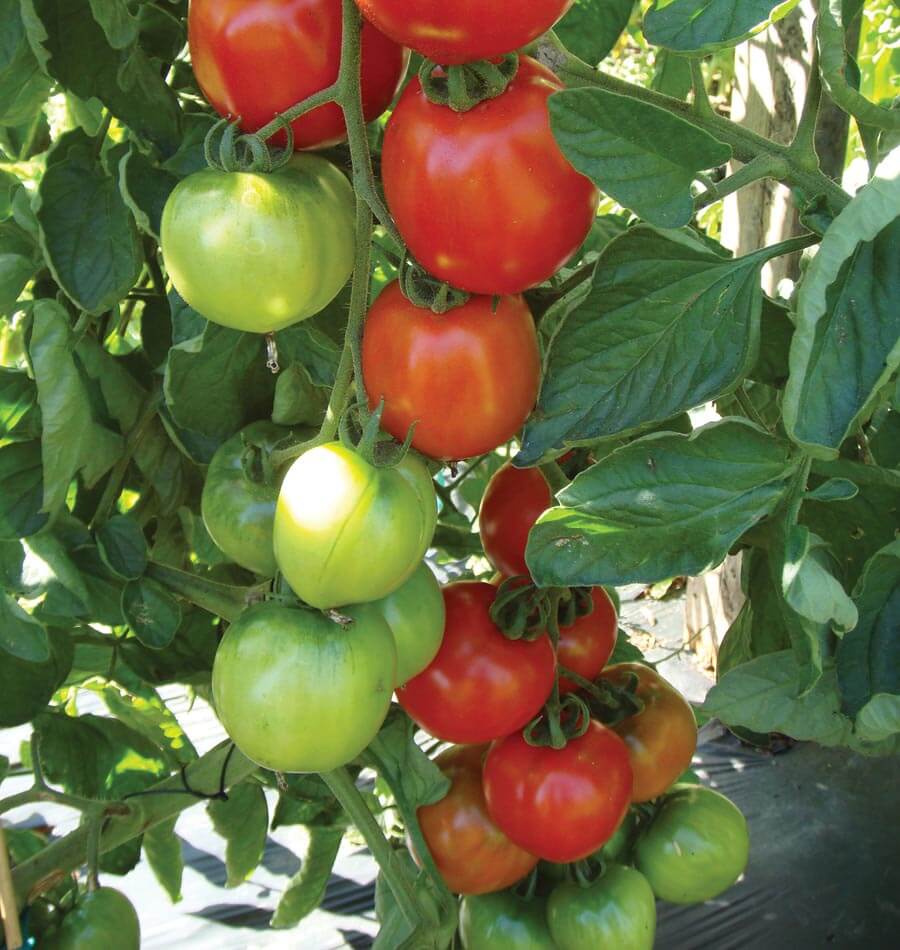 Super Fantastic Tomato Seeds for Planting – Heirloom, Non-GMO, Juicy Vegetable Garden Seeds – High Germination