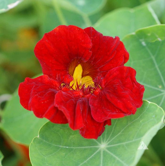 Dark Red Nasturtium Flower Seeds for Planting – Heirloom, Non-GMO, Pollinator Friendly, High Germination
