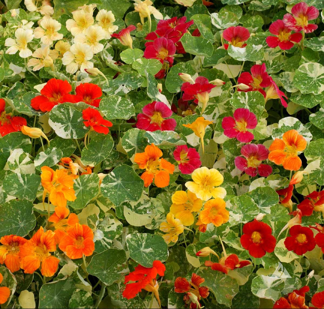 Mixed Tropaeolum Majus Flower Seeds for Planting – Low Maintenance, Heirloom & Non-GMO Seeds for Home Garden