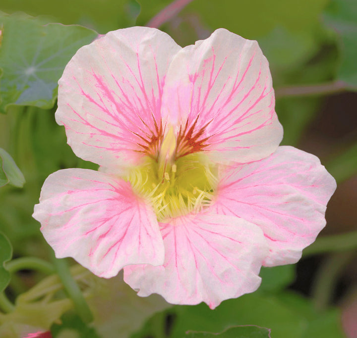 Pale Pink Nasturtium Flower Seeds for Planting – Heirloom, Non-GMO, Shade Tolerant, High Germination