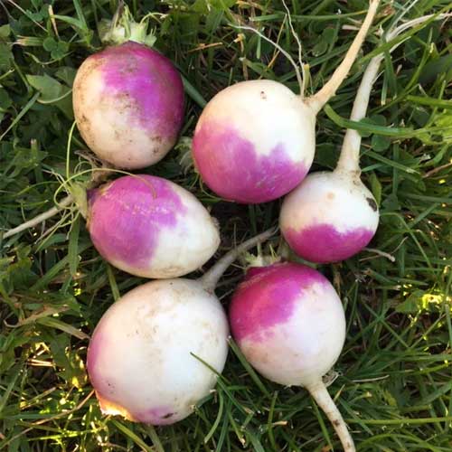 Turnip Purple Top Seeds – Heirloom, Fast-Growing, High Yield Vegetable Seeds for Home Garden