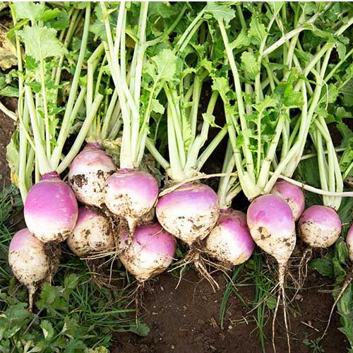Turnip Shogoin Garden Seeds for Planting – Heirloom, Non-GMO, Organic Garden Seeds – High Germination, Dual-Purpose Roots & Greens