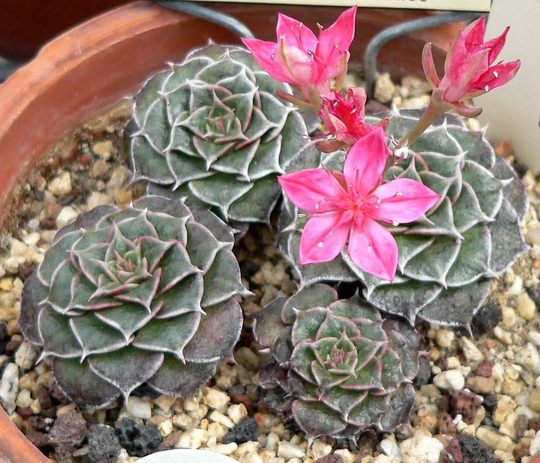 Graptopetalum Bellum Flower Seeds for Planting – Heirloom Non-GMO, High Germination Organic Garden Seeds