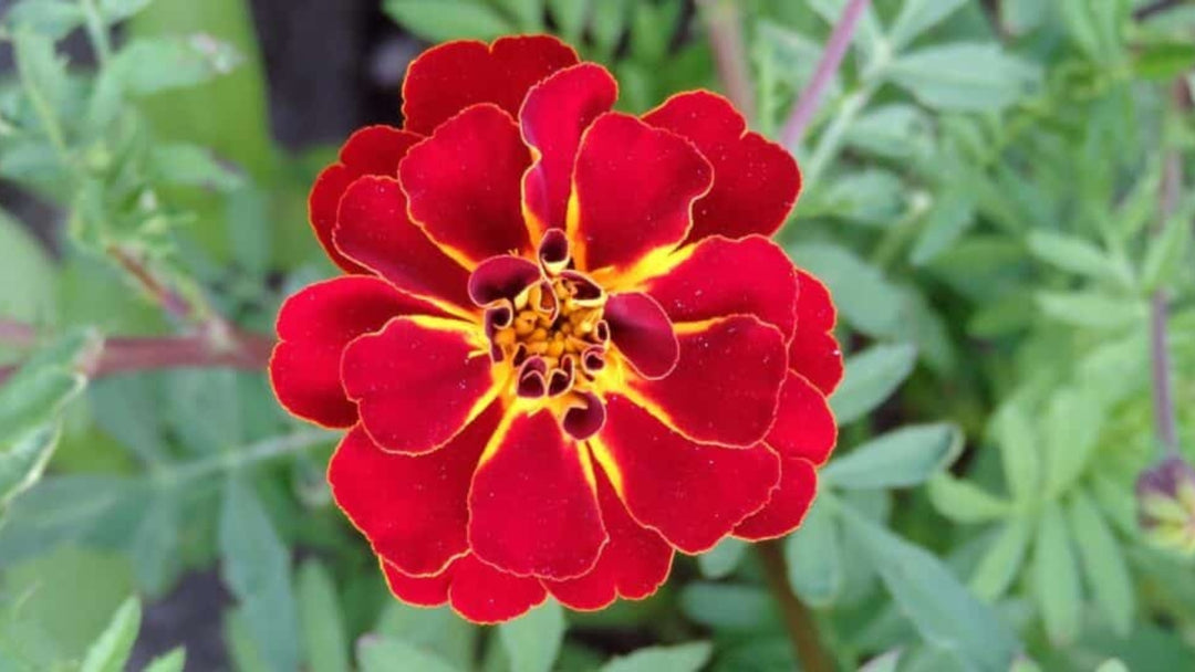 Red Perennial Flower Seeds for Planting – Pollinator Friendly, Heirloom, Non-GMO Home Garden