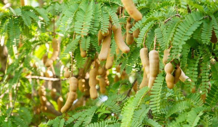 Green Tamarind Tree Herb Seeds – Heirloom, Non-GMO Seeds for Compact Garden Growth