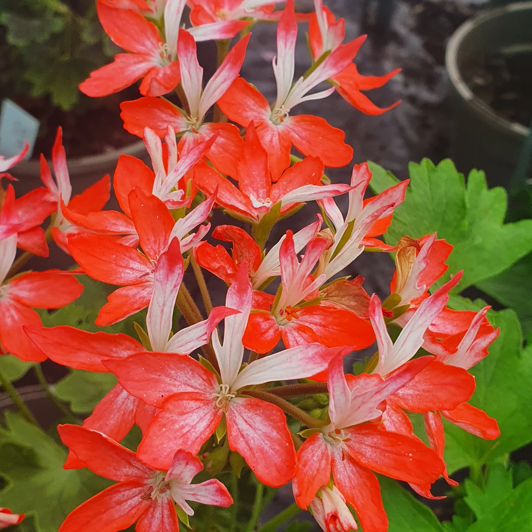 Geranium Light Red White Flower Seeds for Planting – Heirloom, Non-GMO, High Germination Organic Garden Seeds