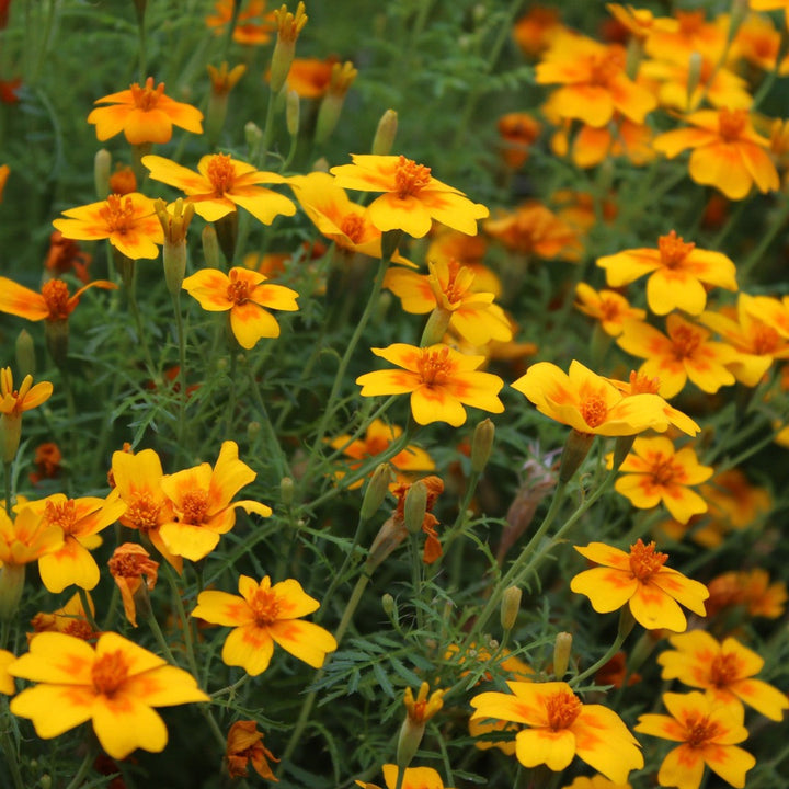 Flower Seeds, Seeds,Seeds For Planting,Plant Seeds