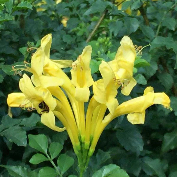 Yellow Cape Honeysuckle Flower Seeds for Planting – Heirloom, Non-GMO, High Germination Organic Garden Seeds