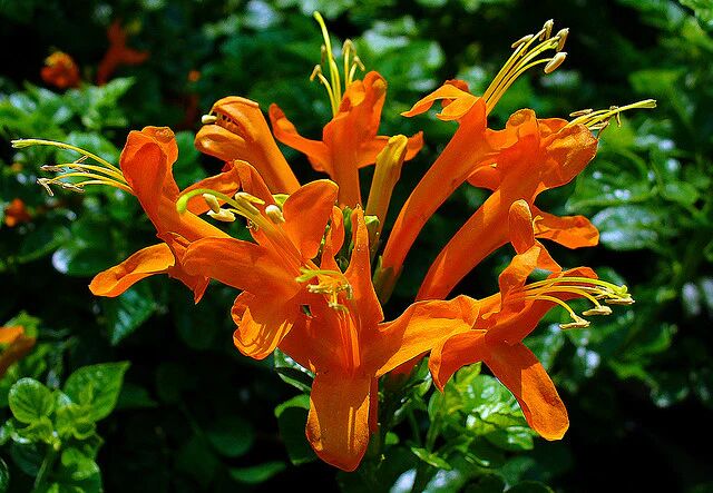 Cape Honeysuckle Flower Seeds for Planting – Heirloom, Non-GMO, High Germination Organic Garden Seeds