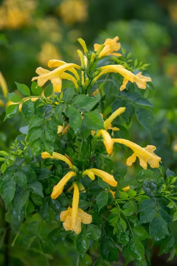 Yellow Pyrostegia Venusta Seeds Flower Seeds for Planting – Heirloom, Non-GMO, Organic Garden Seeds
