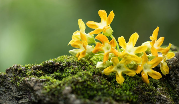 Telosma Cordata Flower Seeds for Planting | Heirloom Non-GMO High Germination Organic Garden Seeds