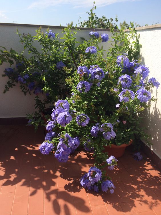 Blue Climbing Geranium Flower Seeds for Planting – Heirloom Non-GMO, High Germination Organic Garden Seeds