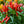 Apache Chili Pepper Seeds for Planting – Heirloom, Non-GMO, High Germination Organic Garden Seeds for Compact, Fiery-Yield Plants