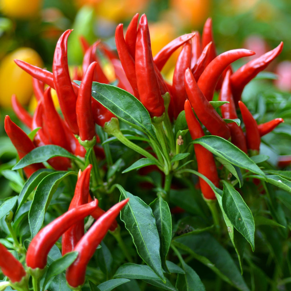 Thai Dragon Chili Pepper Seeds for Planting – Heirloom, Non-GMO, Hot Asian Pepper – High Germination