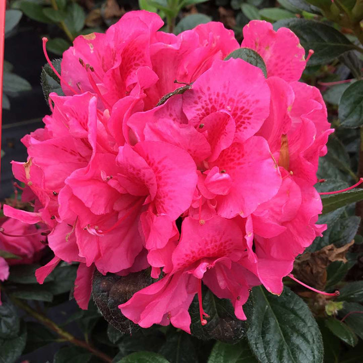 Dark Pink Azalea Flower Seeds for Planting – Heirloom Non-GMO Organic Garden Seeds High Germination