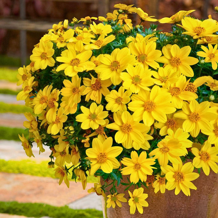 Yellow Bidens Sunshine Flower Seeds for Planting | Heirloom Non-GMO Organic Garden Seeds