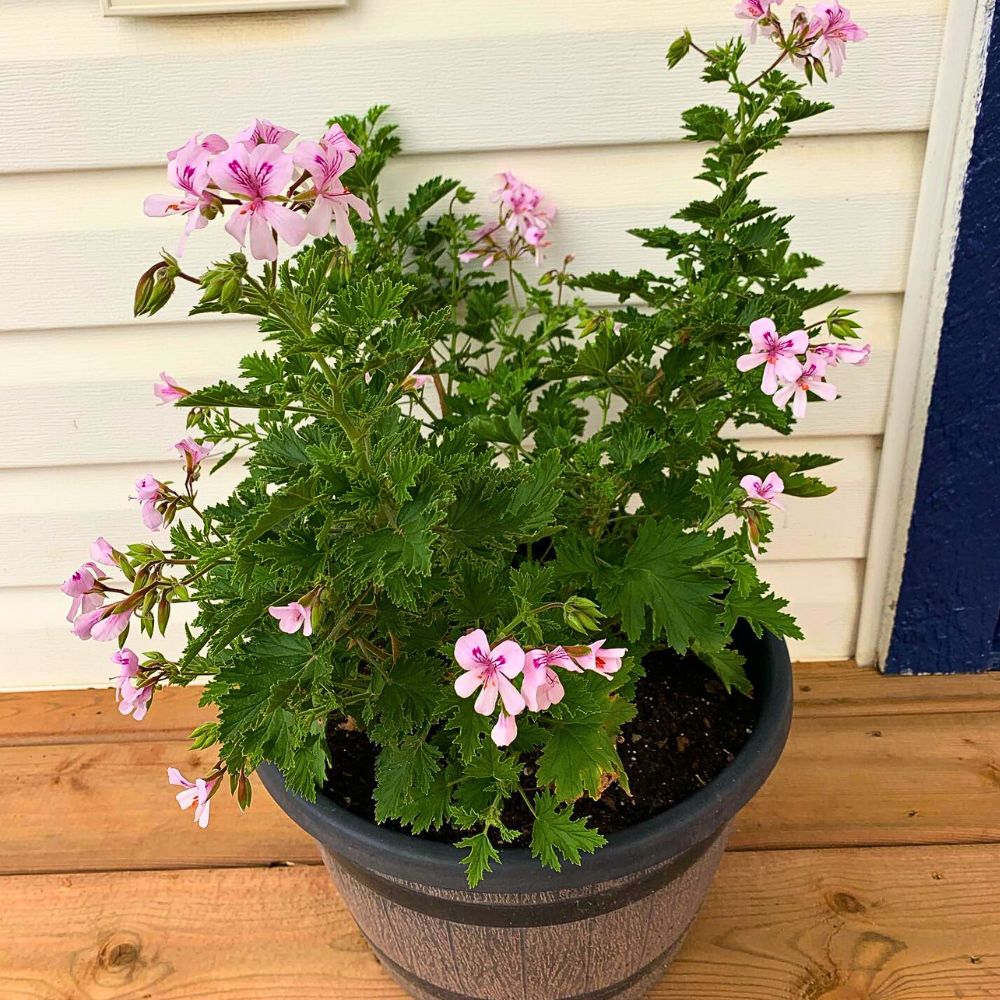 Citronella Flower Seeds for Planting – Heirloom, Non-GMO, High Germination Organic Garden Seeds
