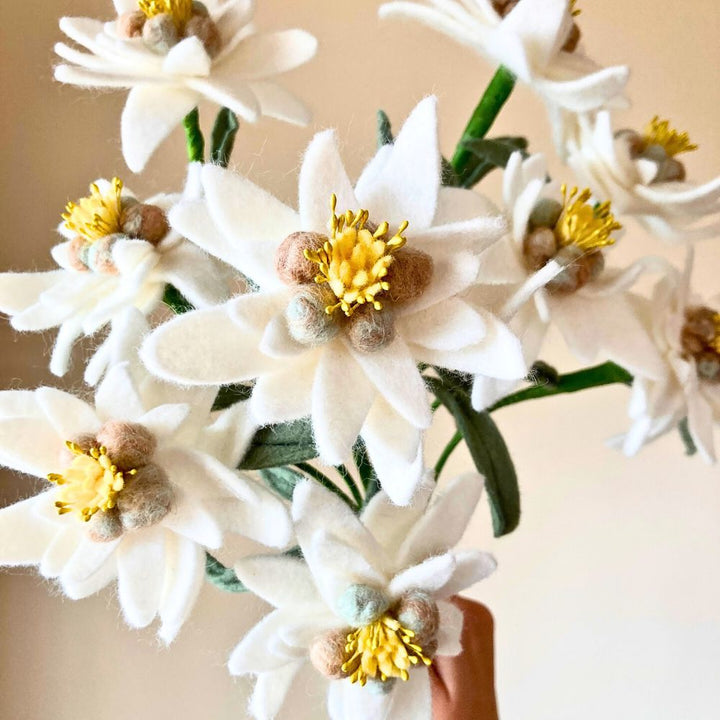Edelweiss Flower Seeds for Planting - Hardy Heirloom, Non-GMO, High Germination Organic Garden Seeds