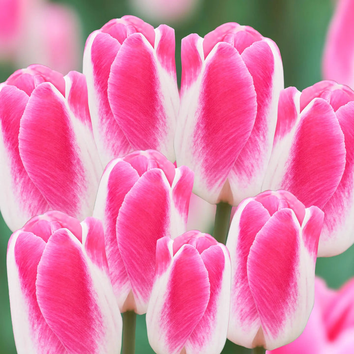 Pink White Tulip Flower Seeds for Planting – Bright Blooms, Heirloom & Non-GMO Seeds for Home Garden