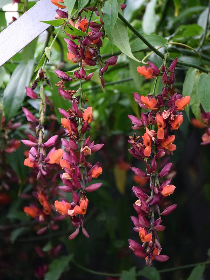 Thunbergia Coccinea Flower Seeds for Planting | Heirloom Non-GMO High Germination Seeds