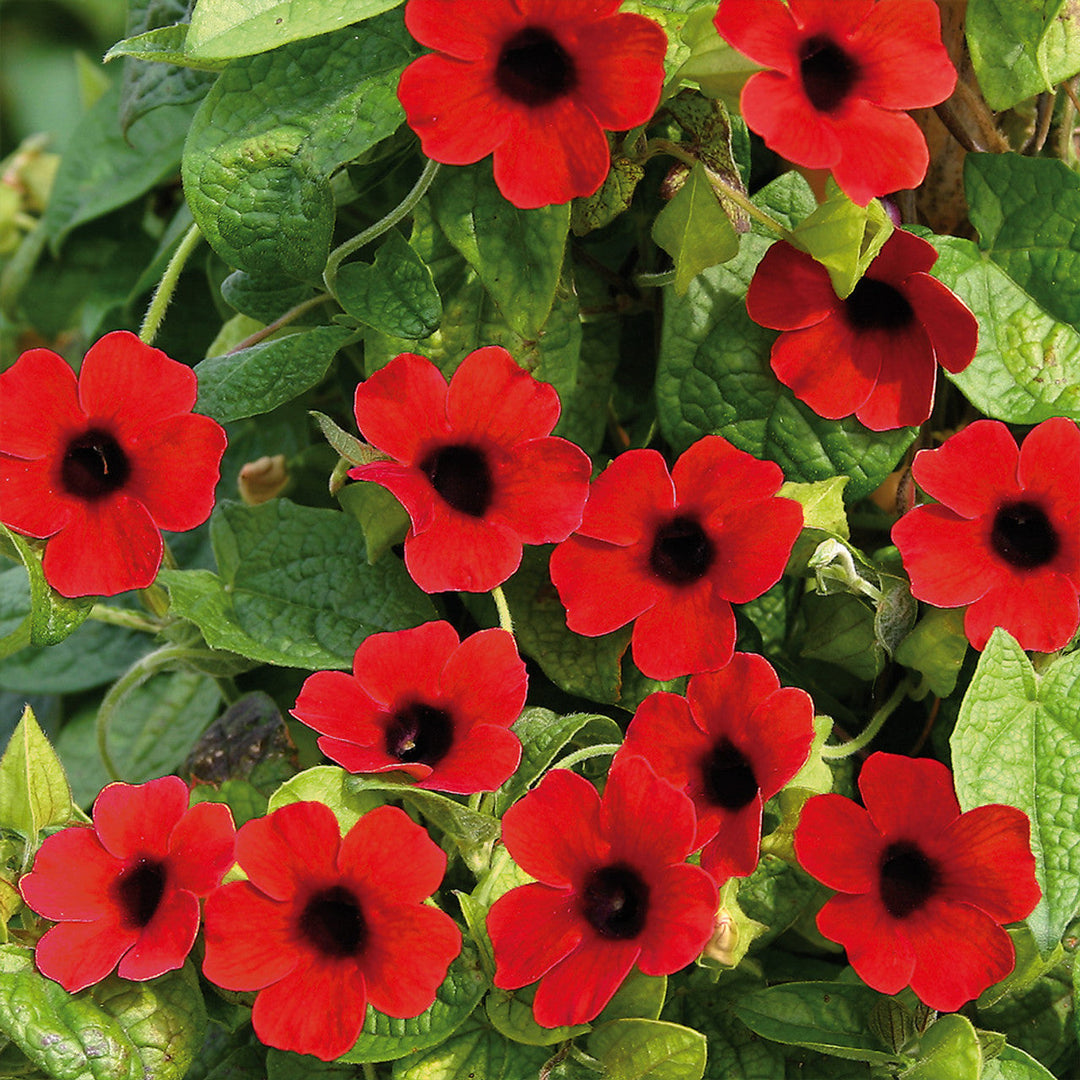 Flower Seeds, Seeds,Seeds For Planting,Plant Seeds