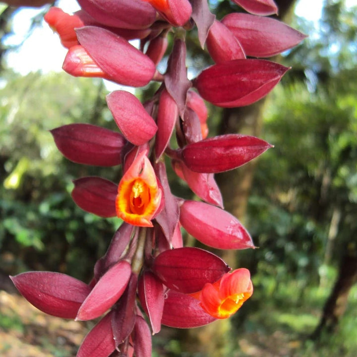Thunbergia Coccinea Flower Seeds for Planting | Heirloom Non-GMO High Germination Seeds