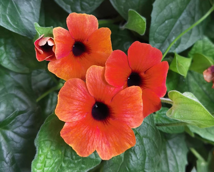 Red Thunbergia Flower Seeds for Planting – Heirloom, Non-GMO, High Germination Organic Garden Seeds