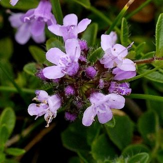 Thymus Serpyllum Flower Seeds for Planting – Heirloom, Non-GMO, High Germination