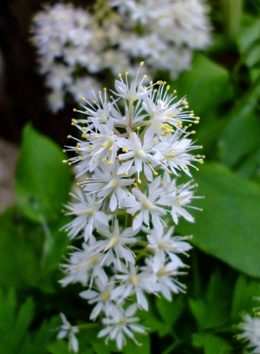 White Tiarella Foam Flower Seeds for Planting – Heirloom Non-GMO, High Germination Organic Garden Seeds