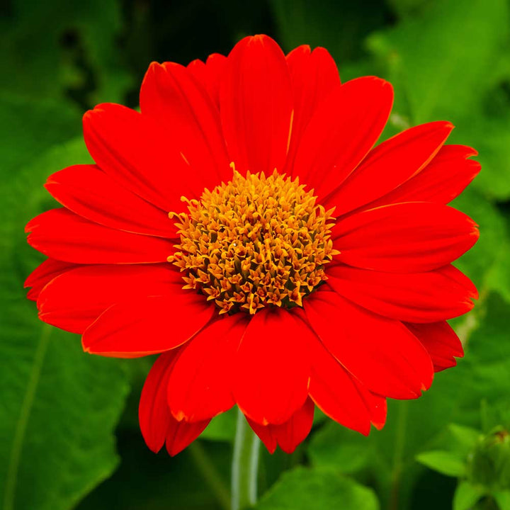 Flower Seeds, Seeds,Seeds For Planting,Plant Seeds