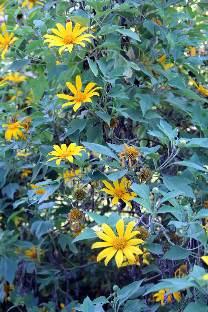 Tithonia Diversifolia SunFlower Seeds for Planting – Heirloom, Non-GMO, Shade-Tolerant Garden Seeds