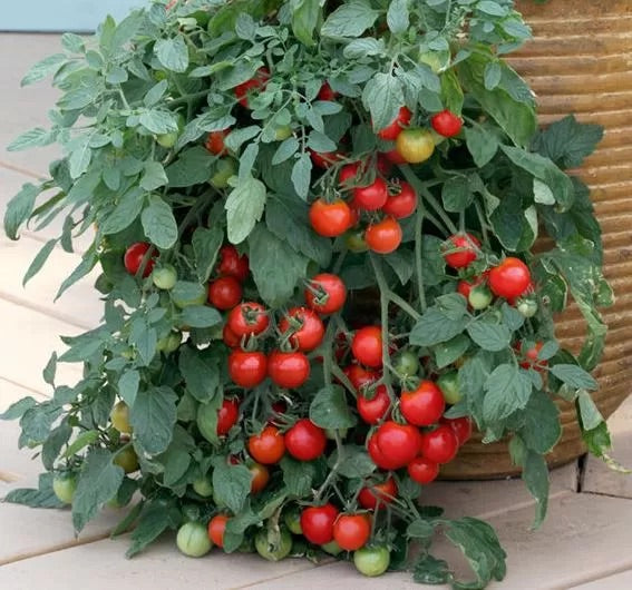 Red Tumbler Tomato Vegetable Seeds for Planting – Heirloom & Non-GMO Garden Seeds