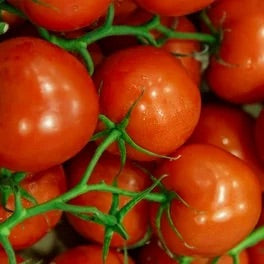 Phoenix Hybrid Tomato Seeds – Heirloom Non-GMO Heat-Tolerant Vegetable Seeds for Planting, Organic Garden Seeds