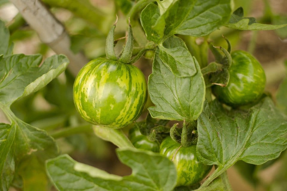 Green Tomato Seeds for Planting – Heirloom Non-GMO Unique Heirloom Vegetable Garden Seeds with High Germination