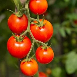 Mountain Tomato Seeds for Planting – Heirloom Non-GMO Resilient High-Yield Variety – Organic Garden Seeds