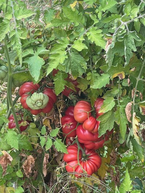 Purple Calabash Tomato Seeds – Heirloom Non-GMO Rich Heirloom Vegetable Seeds for Planting