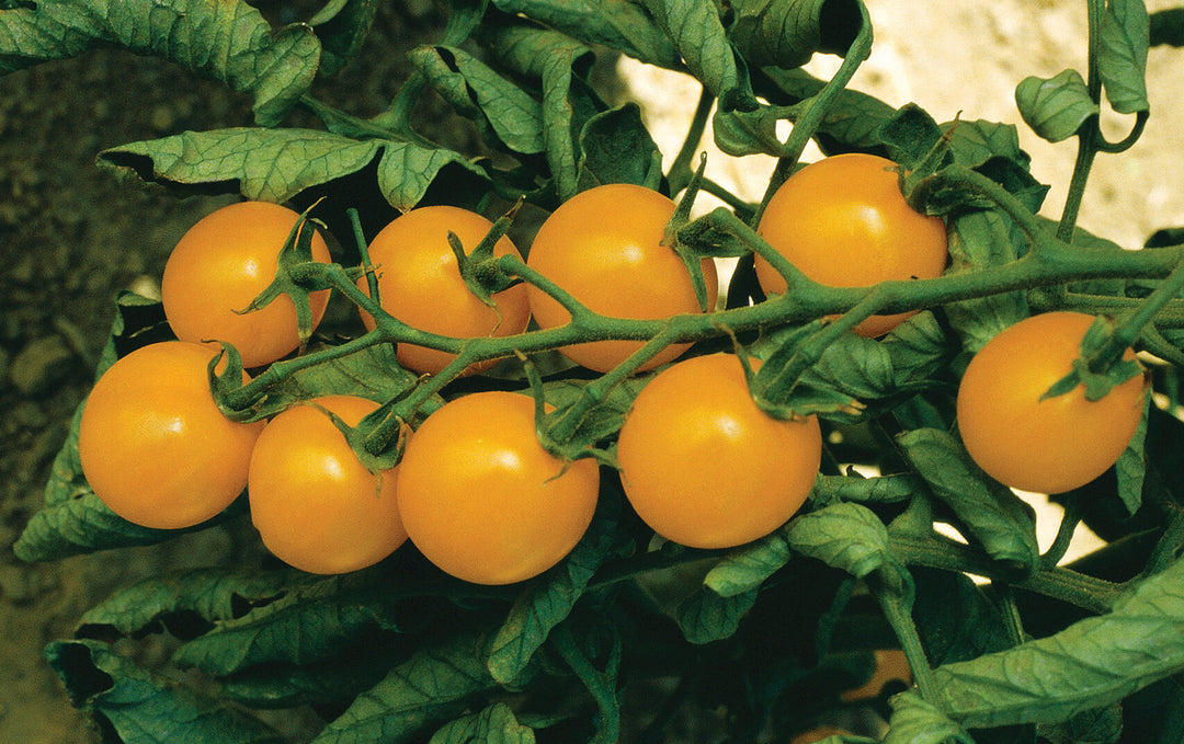 Yellow Cherry Tomato Seeds for Planting – Heirloom, Non-GMO, Sweet Mini Vegetable – High Germination